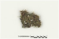 藏品(大竹苔)的圖片